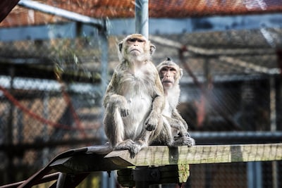 Laboratorium moet stoppen met proeven op apen, maar wetenschap is kritisch: ‘Is onmisbaar’