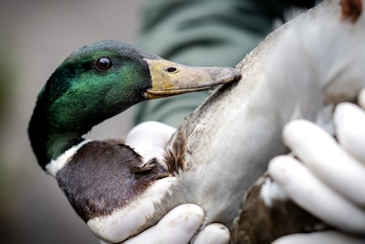 Pauwen, zwanen, eenden en ganzen afgemaakt om vogelgriep in dierenpark: ‘Ontzettend heftig’