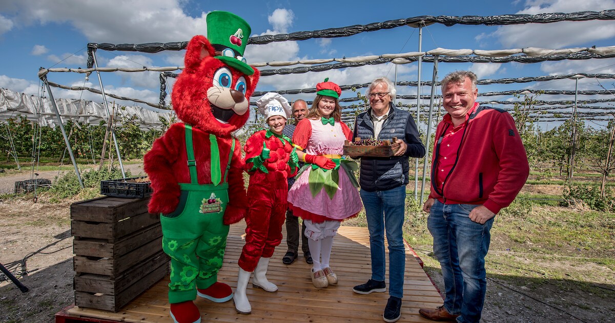 De eerste Betuwse kersen in de kraam komen nog uit de kas