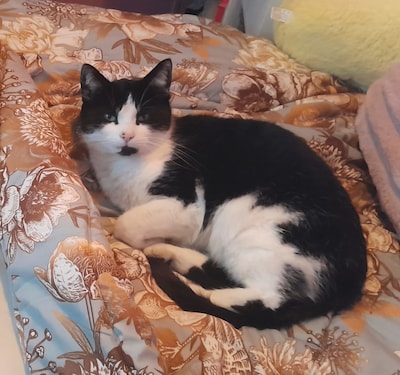 Heb jij Ginger, Boef of Robio gezien? Deze acht huisdieren worden in Ede vermist