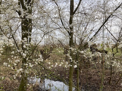 IVN houdt voorjaarsexcursie in natuurgebied bij Waardenburg