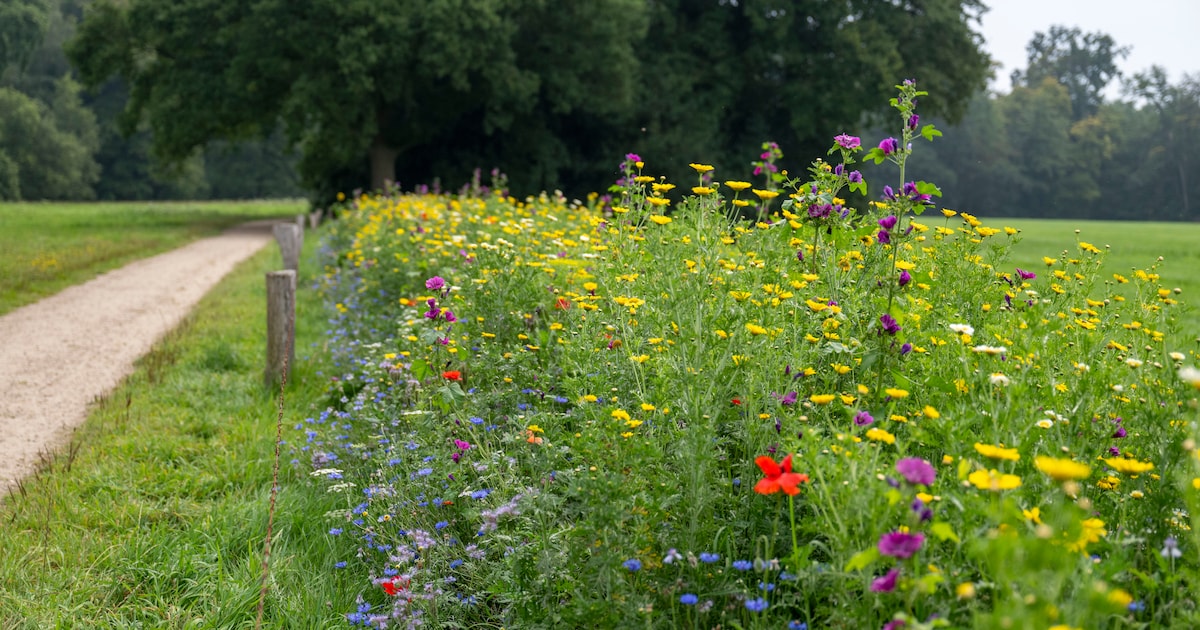 Druten en Wijchen zetten in op bloemrijke akkerranden