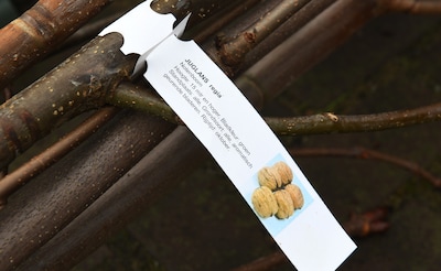 Beuningen deelt tachtig gratis bomen uit