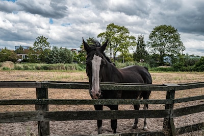 Zeven invallen in Nederland bij groot onderzoek naar fraude met paardenvlees, drie arrestaties in België
