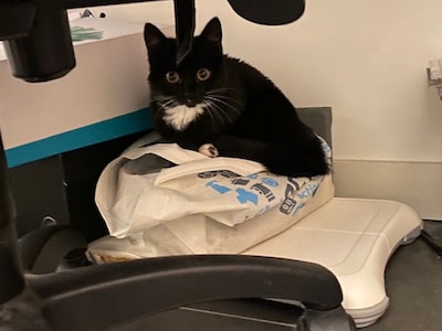 Heb jij Lina of Truus gezien? Deze twee huisdieren worden in West Maas en Waal vermist