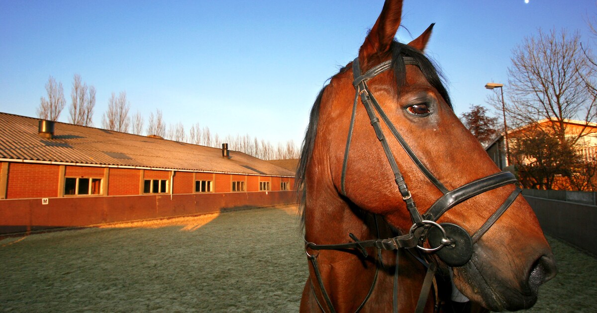 Je eigen paard mag mee naar B&B in Maasbommel