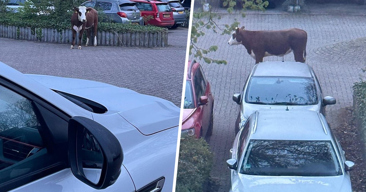Koe staat relaxed op plein en likt aan auto’s, politie blijft op ...