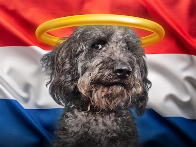 60.000 labradoodles in Nederland, maar zijn het wel echt zulke ideale gezinshonden?