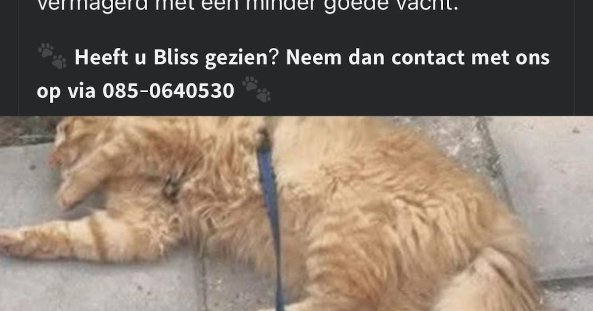 Heb jij Bliss gezien? Dit huisdier wordt in Doesburg vermist