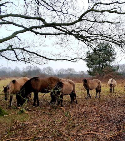 Het wilde Konikpaard, voor natuurlijke begrazing