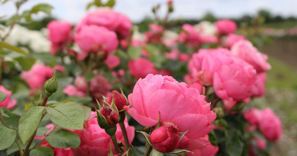 Meer dan 200 soorten rozen: lezing over kwekerij in Haps