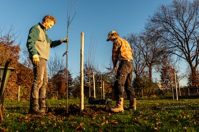 Gelderland krijgt 200.000 nieuwe bomen en struiken