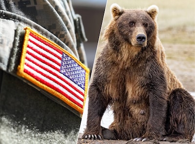 Twee Amerikaanse militairen gewond bij aanval door bruine beer in Alaska