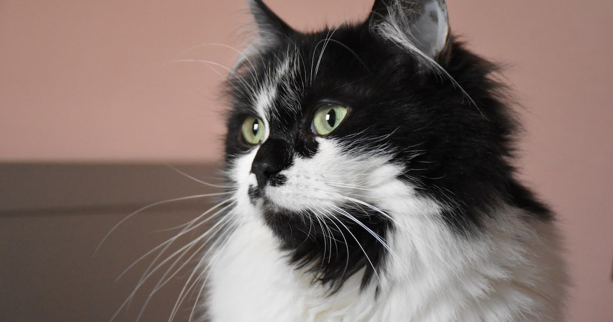 Heb jij Fiep, Coco of Teun gezien? Deze vijf huisdieren worden in Land van Cuijk vermist