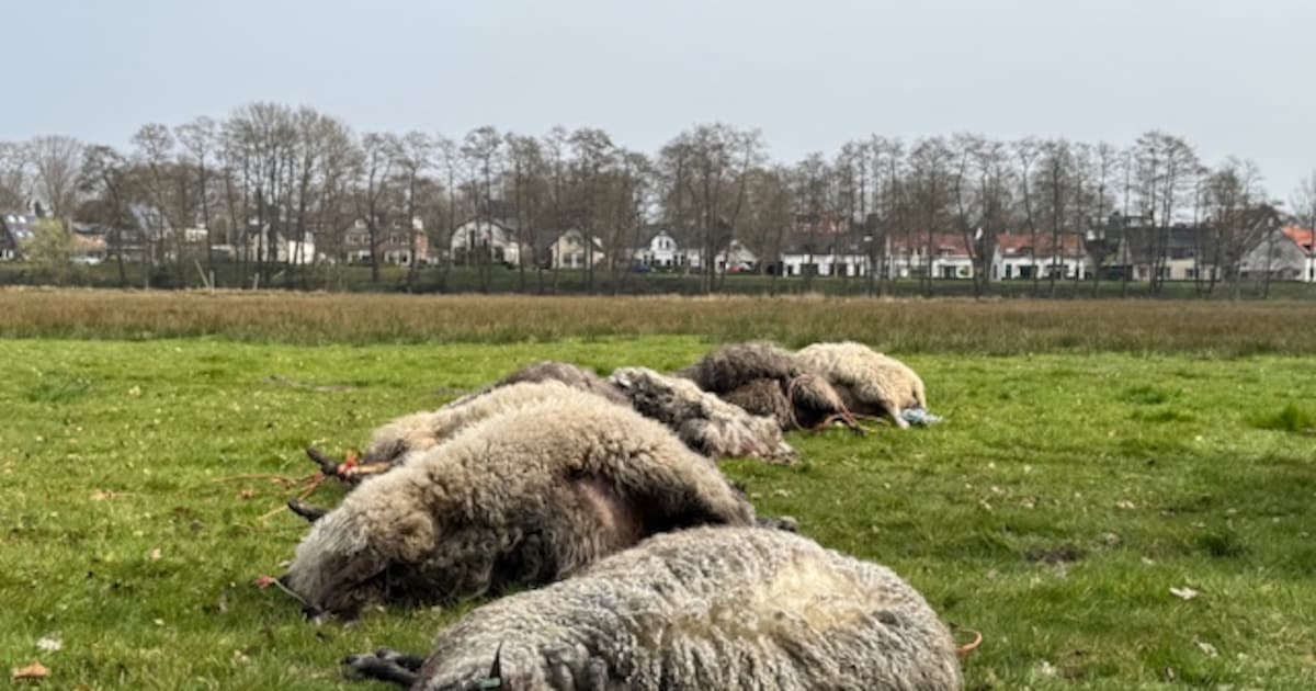 Alwéér schapen doodgebeten, maar schapenhouder heeft niet alleen last van de wolf: ‘Ik kan niet zoma