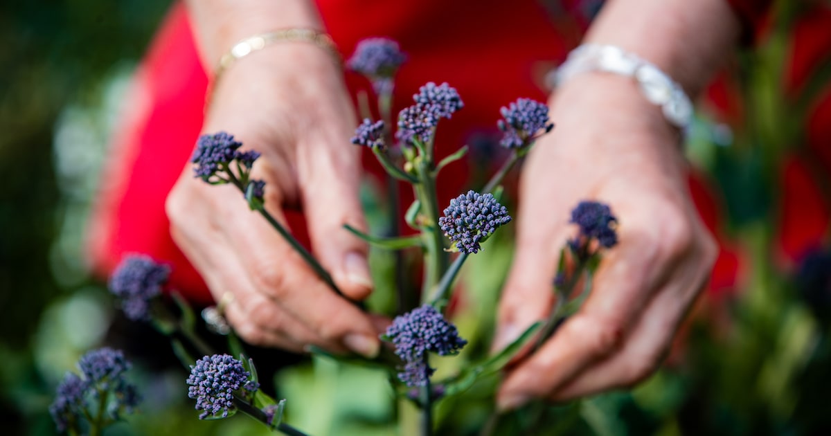 Gertie en Harrie geven 5 tips voor de moestuin: ‘Zelfgemaakte gier stinkt, maar is zo goed voor plan