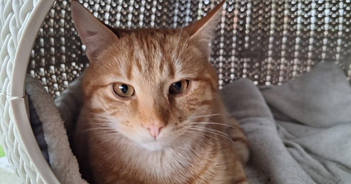 Heb jij Nacho gezien? Dit huisdier wordt in Aalten vermist