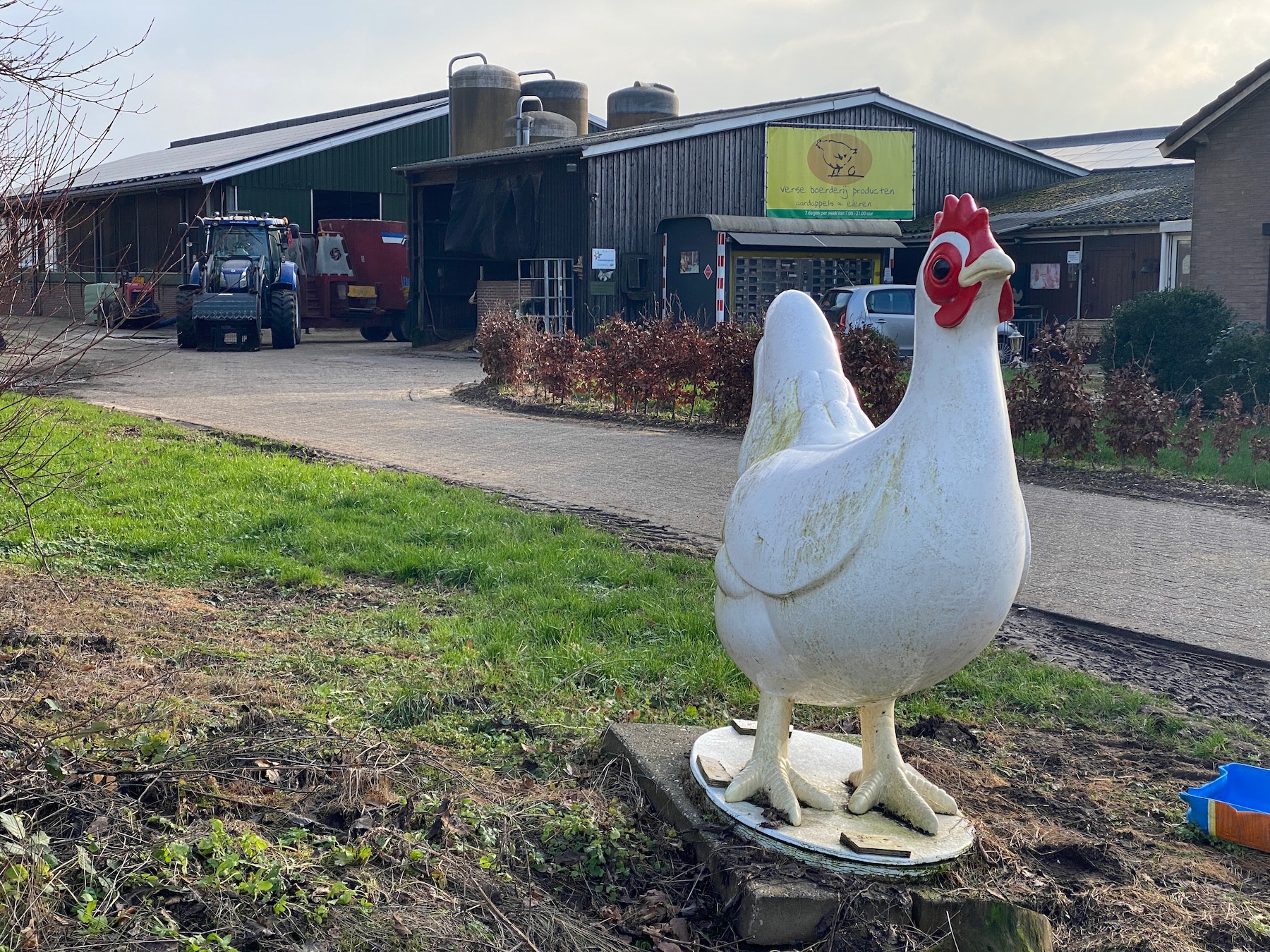 Angst voor vogelgriep zorgt voor stress in kippenschuur van boer Henk: ‘Kijk vaak naar boven’