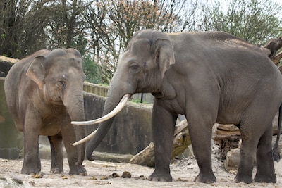 Sibu (21) bespringt de een na andere olifant en zorgt daarmee voor nageslacht