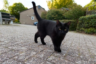 Heb jij Koos gezien? Dit huisdier wordt in Oost Gelre vermist