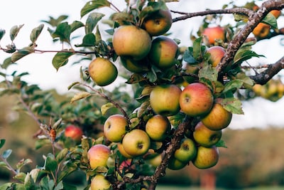 Gratis fruit en noten plukken: Berg en Dal wil het ook