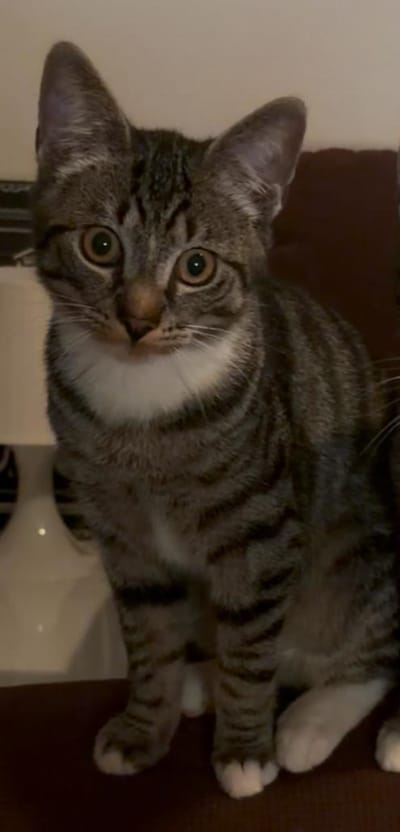 Heb jij Zuko gezien? Dit huisdier wordt in Zevenaar vermist