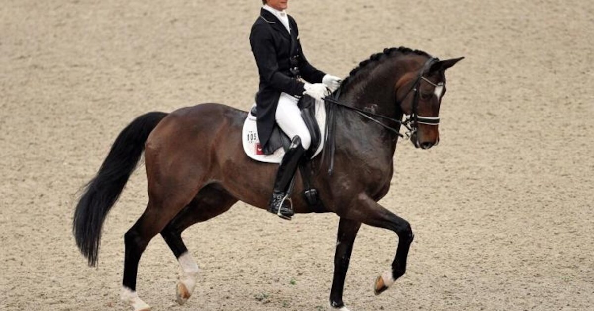 Grote paardenhouderij van ruiter Gal naar Oosterbeek | Regio | De ...