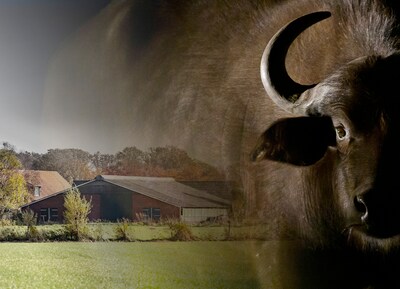 De winkel bleef open, maar tientallen buffels stierven een gruweldood: ‘Weken, misschien wel maanden’