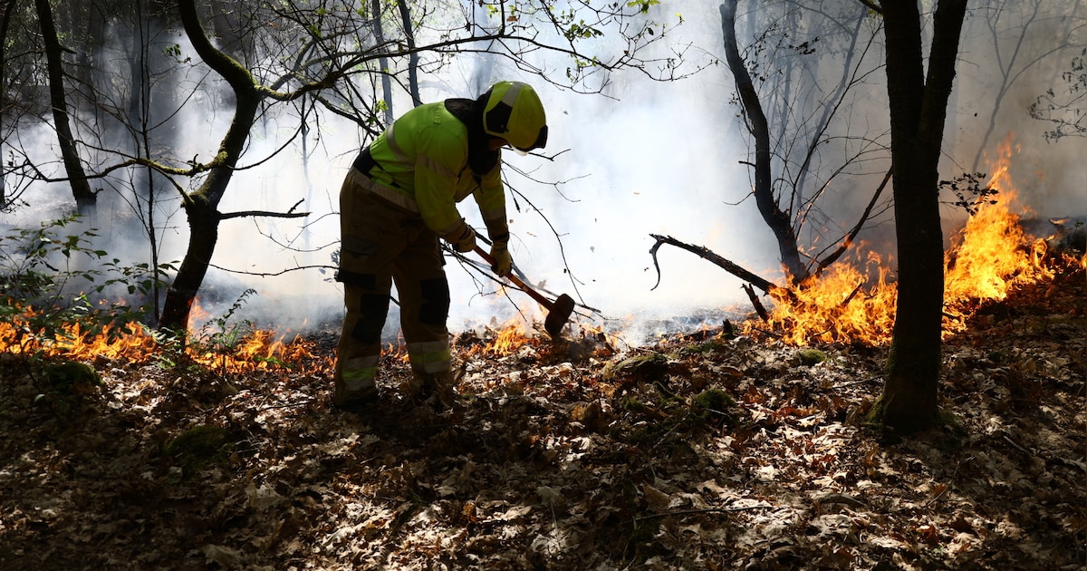 Grote brand in bos in Overloon, mountainbiker zou het vuur hebben ontdekt