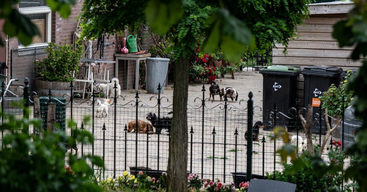 95 honden bij Bert’s Animal Verhuur en meer illegaals: West Maas en Waal grijpt (weer) in