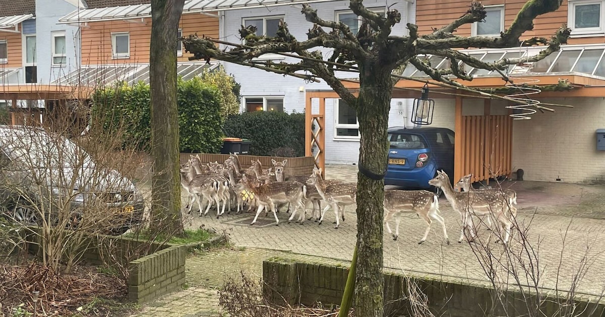 Bewoners verrast door opvallende bezoekers: twaalf herten lopen in woonwijk | Amersfoort