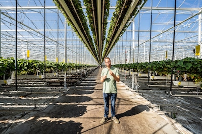 Bemmelse aardbeienkoning neemt concurrent met kassen ter grootte van 48 voetbalvelden over