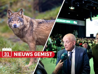 Gemist? Wolf aangereden op de A1 bij Bathmen & BBB zet senator uit Eerste Kamerfractie