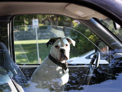 Hond schiet vrouw neer bij tankstation in Nebraska