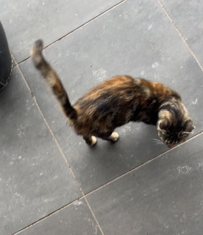 Heb jij Mouse gezien? Dit huisdier wordt in Tiel vermist