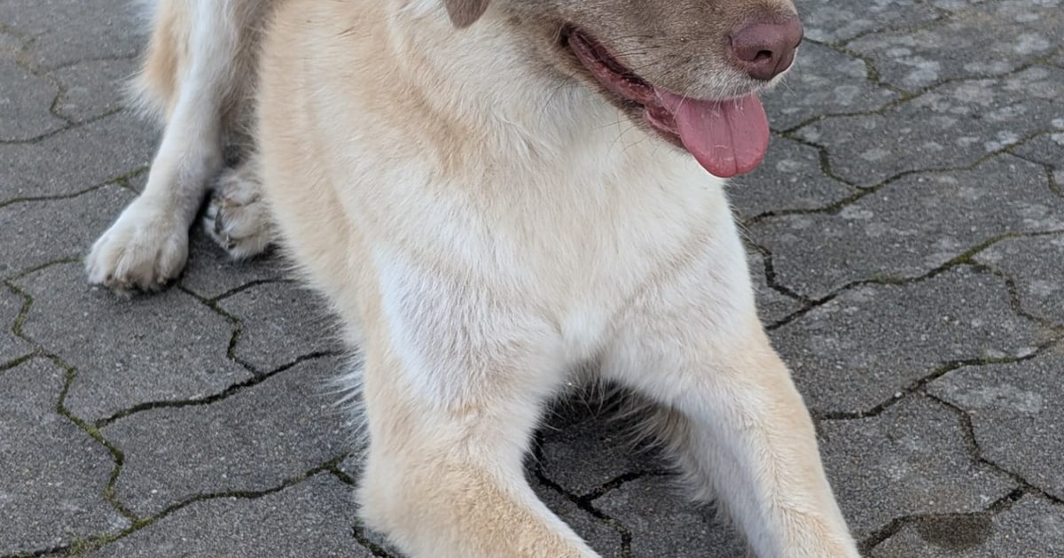 Heb jij Sirma gezien? Dit huisdier wordt in Aalten vermist