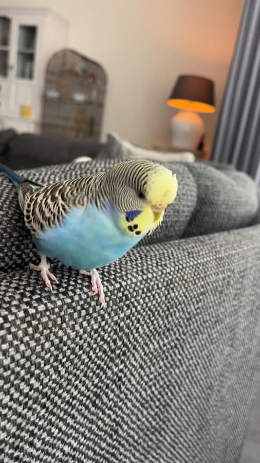 heb-jij-pip-gezien-dit-huisdier-wordt-in-oost-gelre-vermist