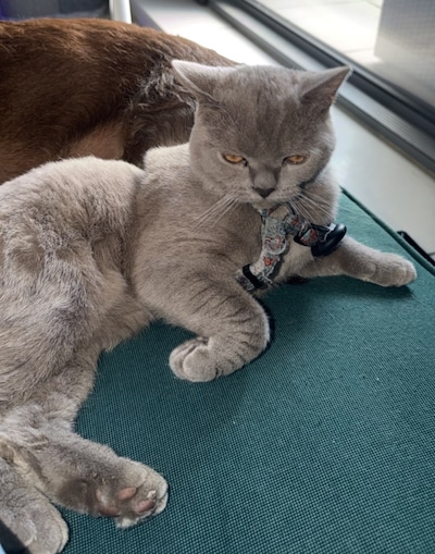 Heb jij Silver, Puma of Jut gezien? Deze drie huisdieren worden in Buren vermist
