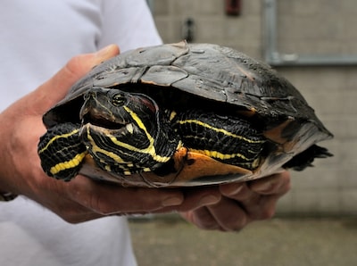 Vrouw op Thaise luchthaven betrapt met dertig schildpadden onder haar kleding