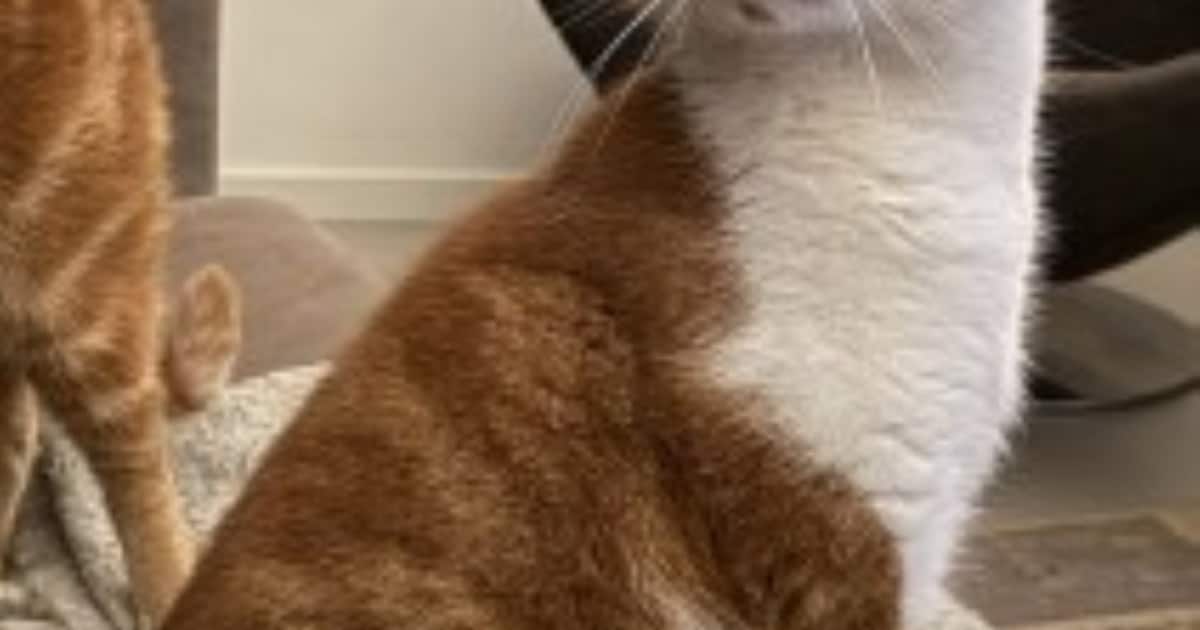Heb jij Moos, Guinness of Sancho gezien? Deze 30 huisdieren worden in ...