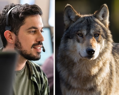 Vragen over wolven? Dit nieuwe landelijke meldpunt helpt je verder. Maar... waarom nu pas?