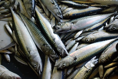 Noodsituatie makreel verbloemt grotere plaatje: het gaat steeds beter met vispopulaties