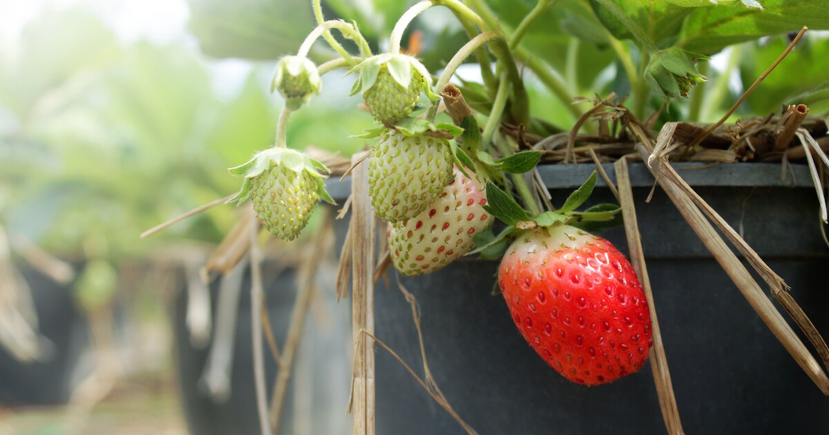In een rolstoel tuinieren in Rijkerswoerd