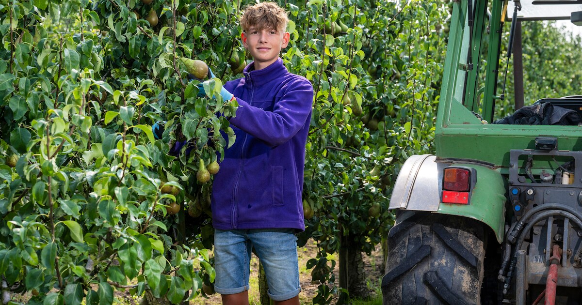 Met de camper in de Betuwe plukken we fruit in de Hoenderik