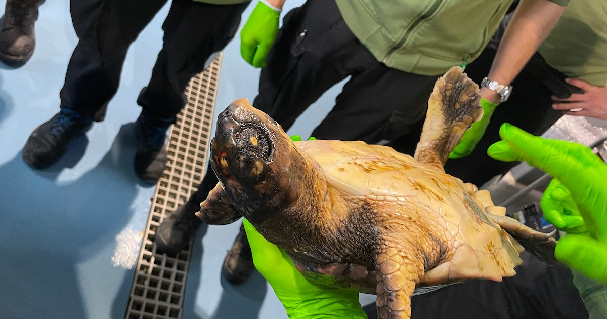 Diergaarde Blijdorp bevrijdt dikkopschildpad van zware last: ‘Wat was ...