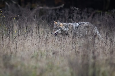 Glenn Lelieveld geeft presentatie over terugkeer van de wolf in Nederland