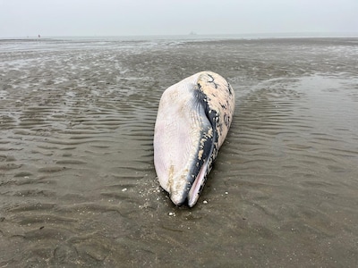 Dwergvinvis aangespoeld: ‘Met staart in schroef van schip terechtgekomen’