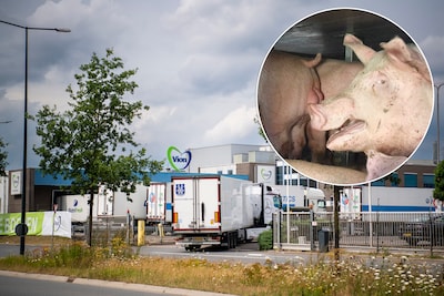 Slachthuizen vrezen maatregel van het kabinet: ‘Uiteindelijk wordt vlees wellicht duurder’
