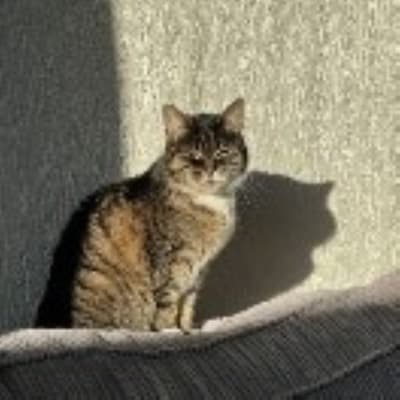 Heb jij Beertje, George of Siepie gezien? Deze zes huisdieren worden in Arnhem vermist