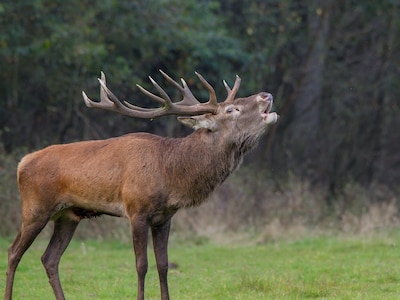 Wildkansel- en bronsttochten in Ede